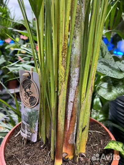 Пальма Арека дипсис 160см