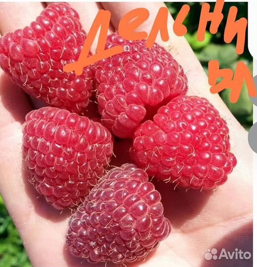 Малина сорт Дельнива, Маравила