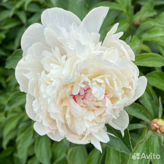 Растения для сада Пион Очиток Хоста Лилия и др