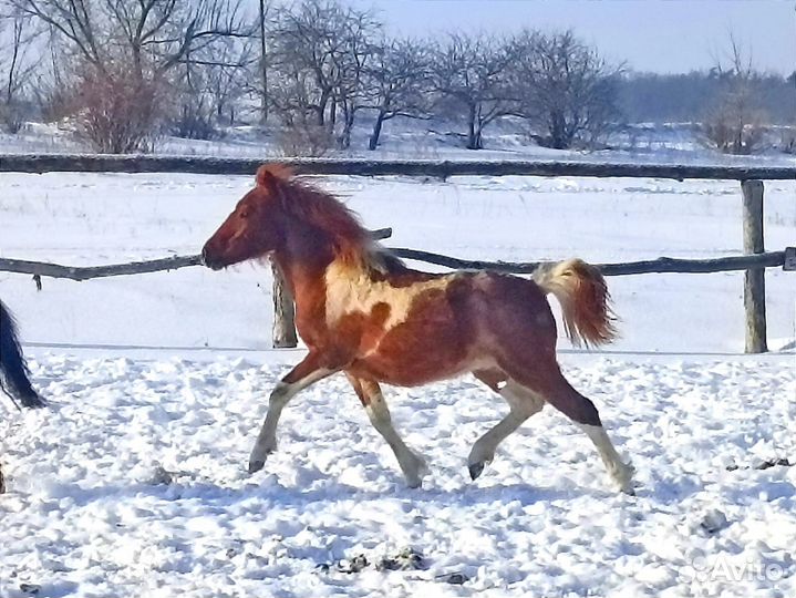 Жеребчик уэльского пони
