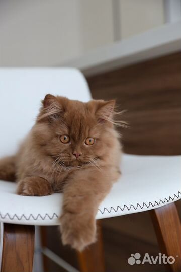 Мальчик в модном типе и редком окрасе циннамон