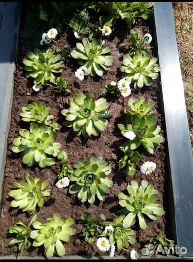 Цветы для сада