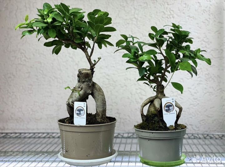 Бонсай Фикус Гинсенг в кашпо