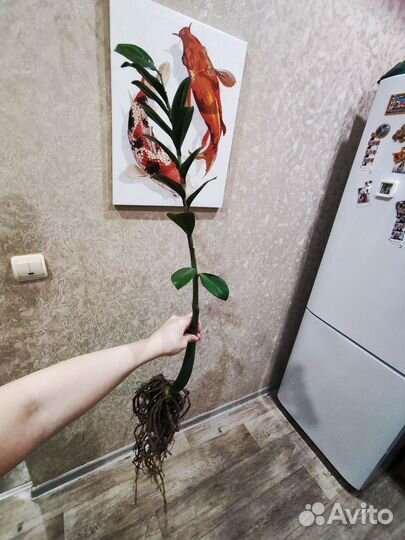 Замиокулькас