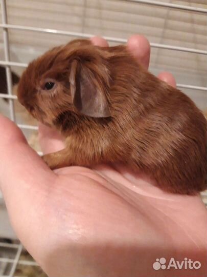 Морские свинки породистые
