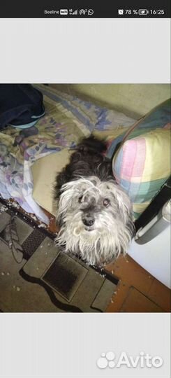 В добрые руки