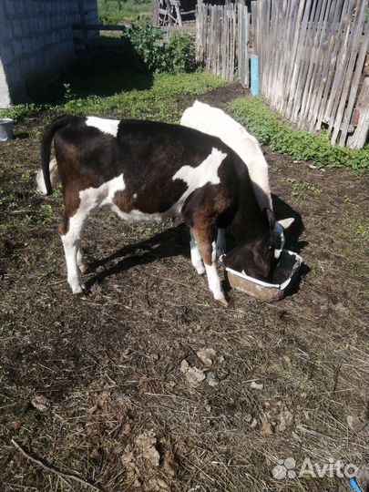 Продам тёлочек