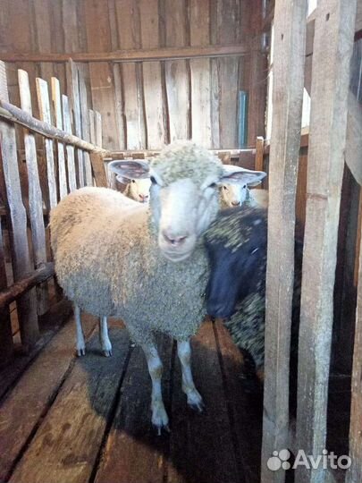 С/хоз.животные