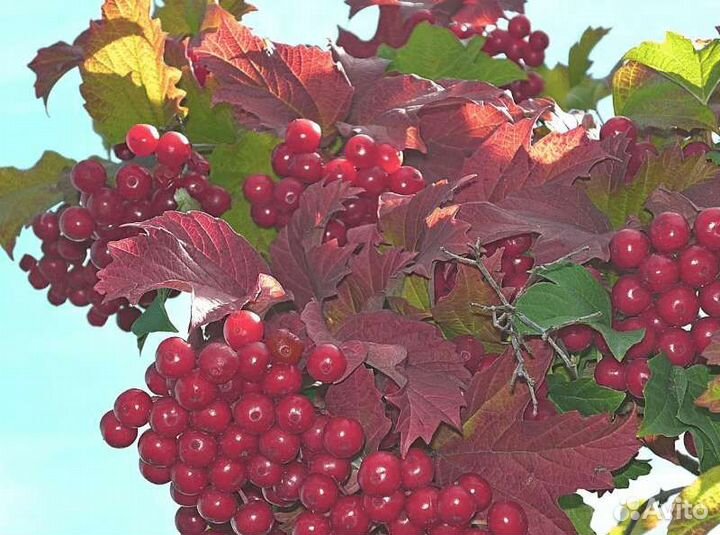 Саженцы калины Гранатовый браслет