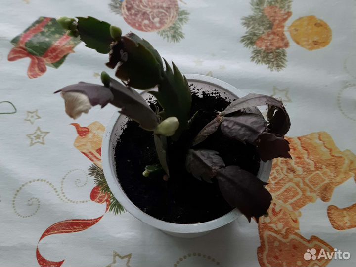 Декабрист шлюмбергера