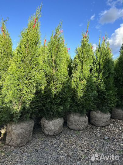 Туя Смарагд из питомника