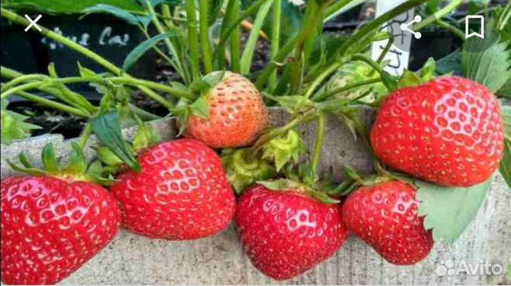 Клубника сорт бравура