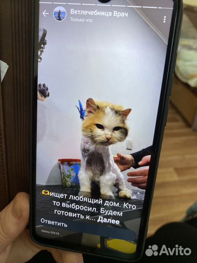 Кошечка в добрые руки