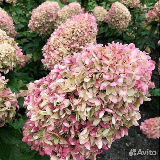 Гортензия Жемчужина фестиваля