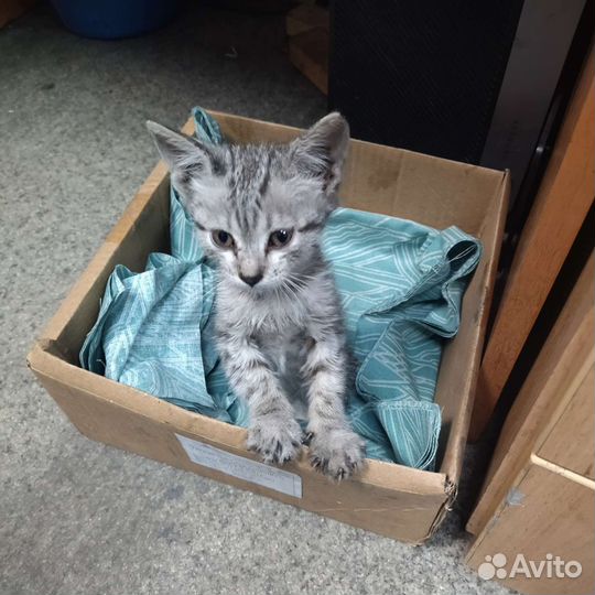 Котёнок