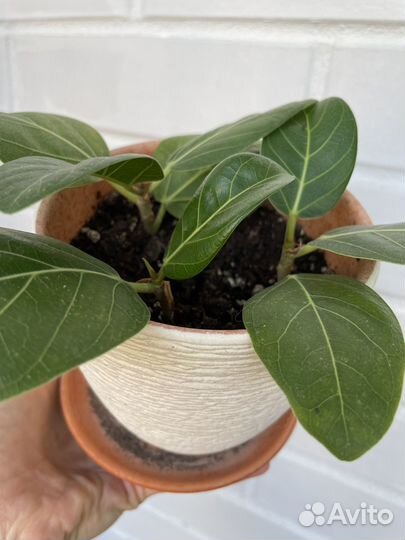 Фикус бенгальский Одри