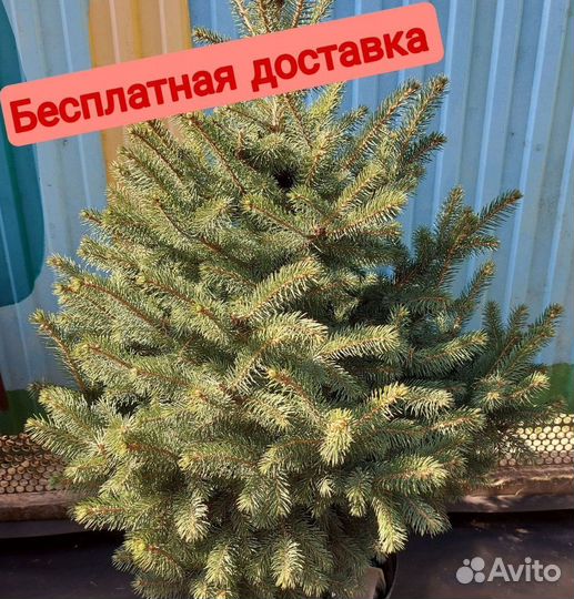 Премиум Ели от 0.8м