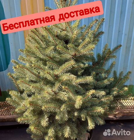 Премиум Ели от 0.8м