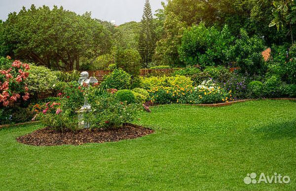 Мятлик Германия