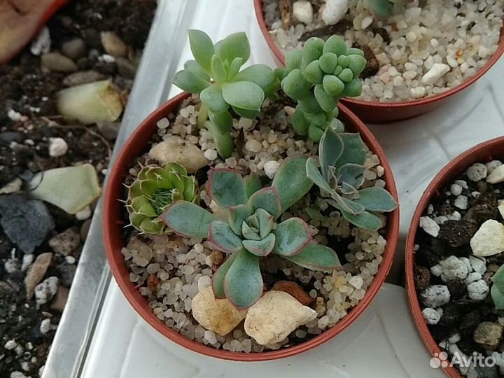 Суккулент Хавортия разные