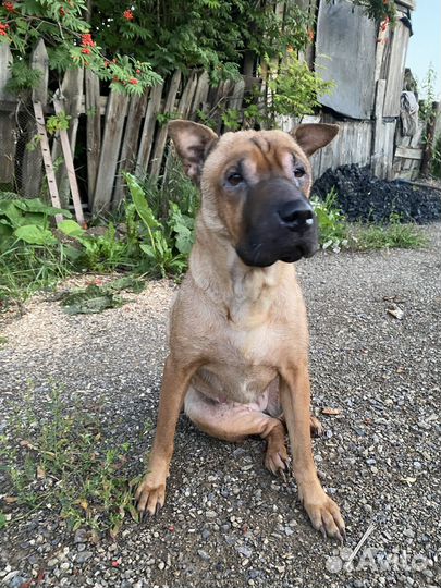 Девочка ищет дом