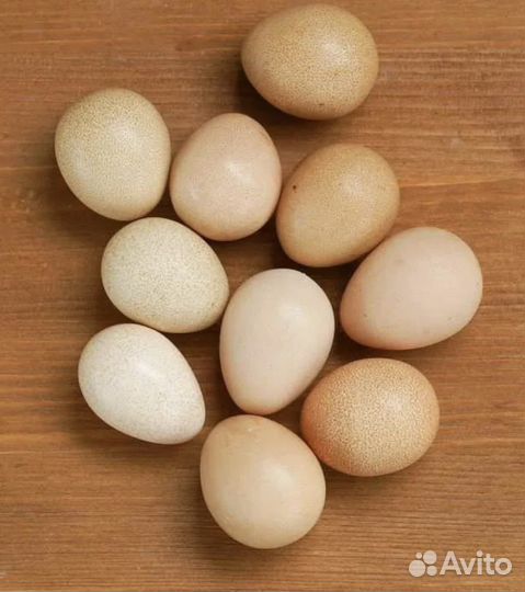 Яйцо Цесарки столовое