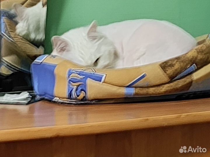 Кошка Турецкая Ангора