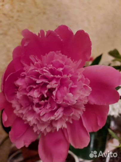 Пионы сортовые саженцы