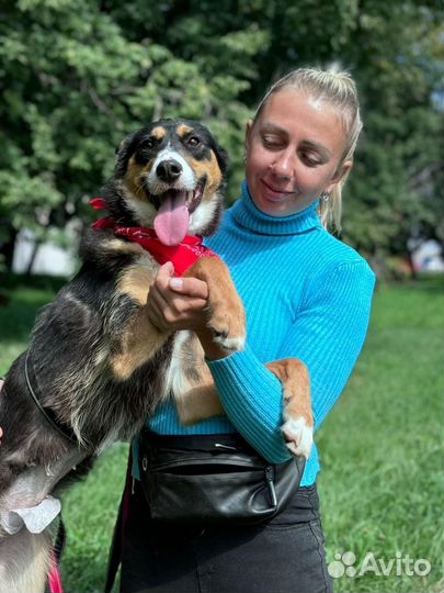 Собака в добрые руки отдам бесплатно