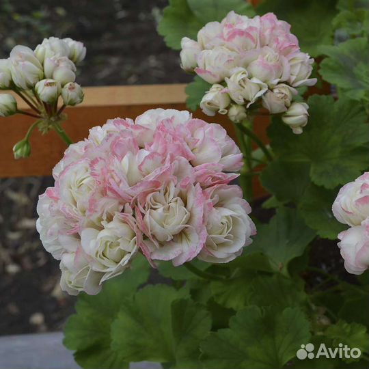 Пеларгония