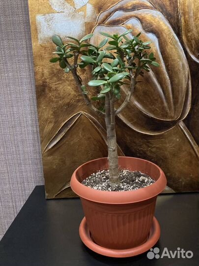 Толстянка (крассула, денежное дерево)