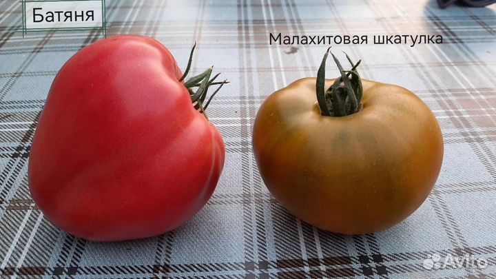 Семена сортовых томатов