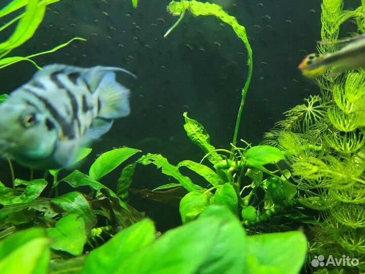 Сапфировые попугаи