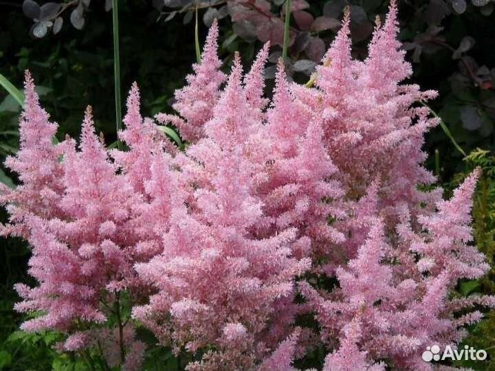Лилейники сортовые, астильба розовая