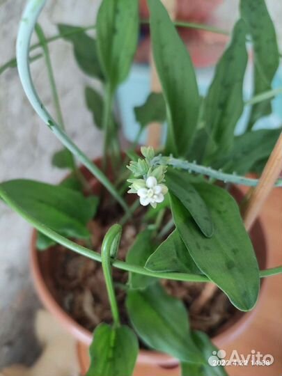 Дримиопсис пятнистый