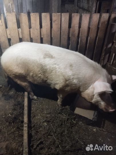 Продам борова на племя