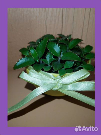 Каланхоэ Дегремона