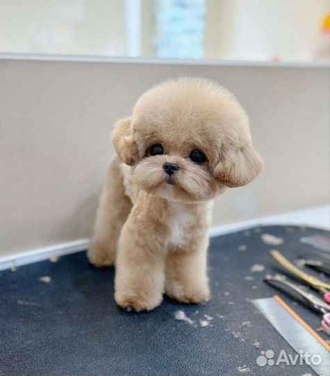 Мальтипу Тикап Тедди Пушон из Кореи