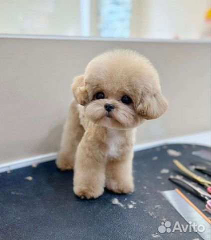 Мальтипу Тикап Тедди Пушон из Кореи