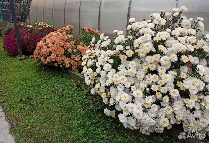 Хризантема мультифлора