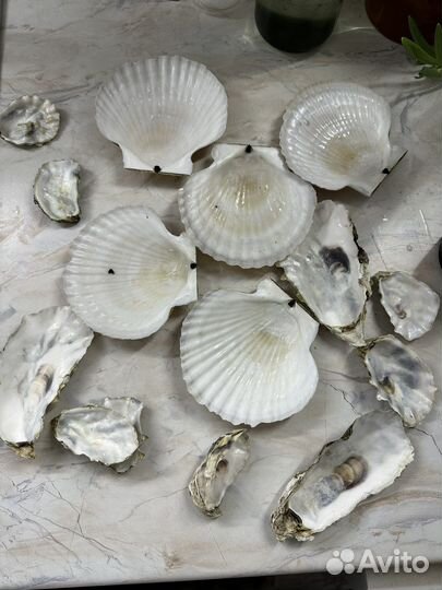Морские ракушки от гребешков и устриц