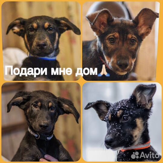Метис немецкой овчарки