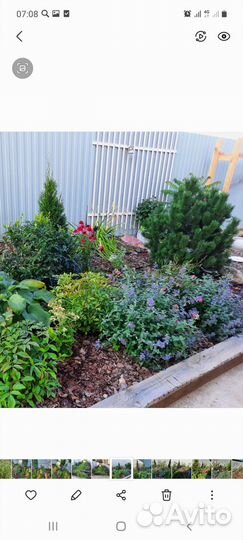 Котовник фассена уолкерс лоу