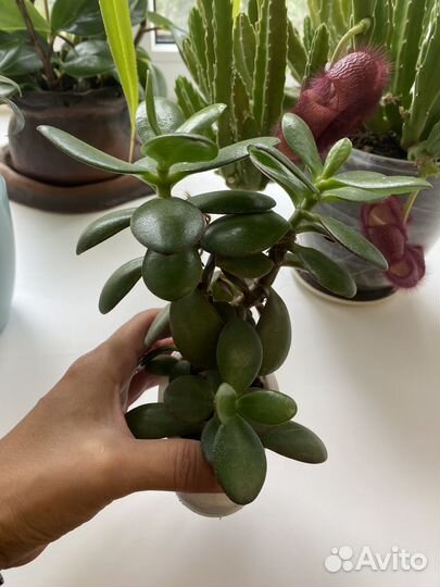 Крассула толстянка/Денежное дерево