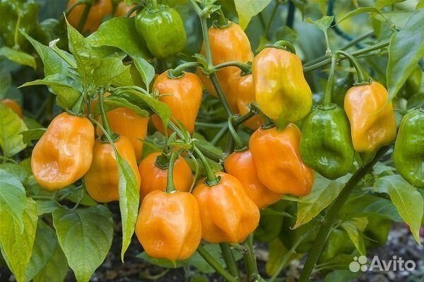 Семена перцев