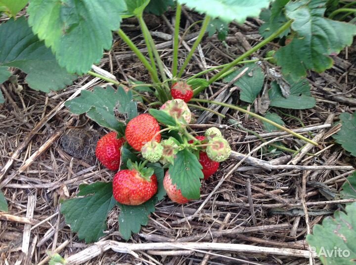 Клубника саженцы