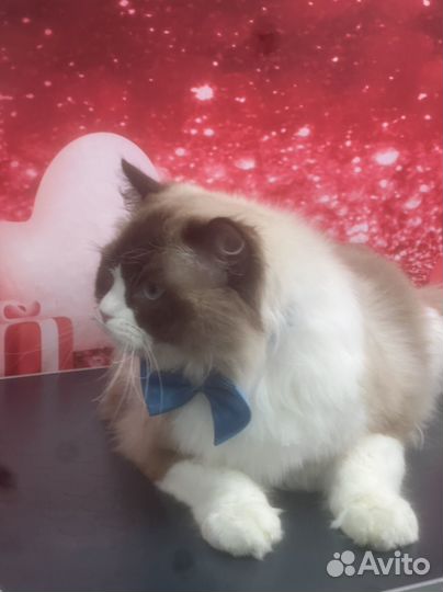 Рэгдолл ждет невесту