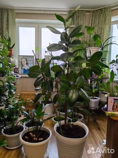 Фикус бенджамина большой