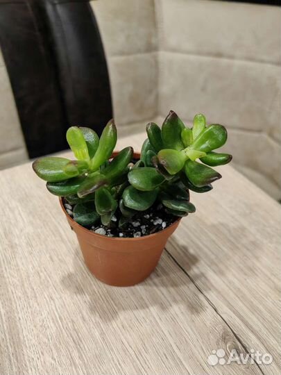 Комнатные растения, Крассулы Обновлён 14/09