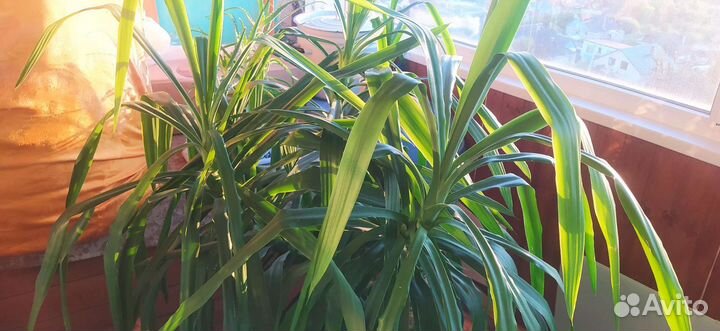 Пальма юкка